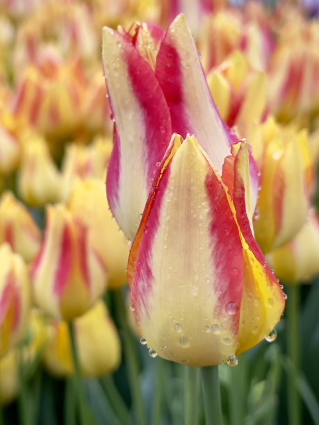 雨滴落在郁金香上图片下载
