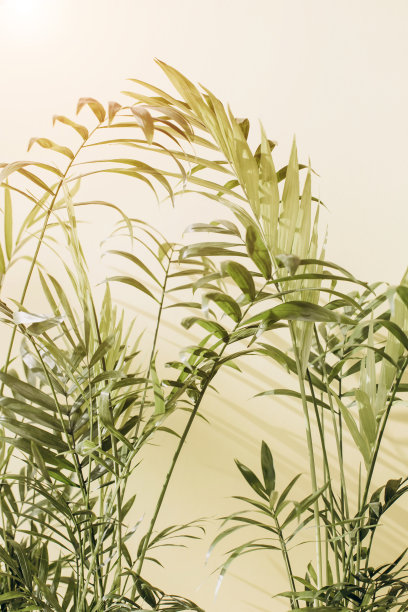 一棵装饰棕榈树的绿色树枝，黄色背景上有阴影。背景。有选择性的重点图片下载