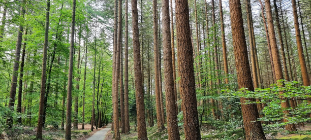 森林巨兽-花园/Veluwe图片下载