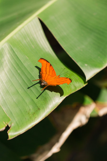 一只斑马（长翅）Heliconian蝴蝶，一只在南佛罗里达后院的梦幻蝴蝶花园中带有长翅膀的黑黄色条纹蝴蝶图片下载