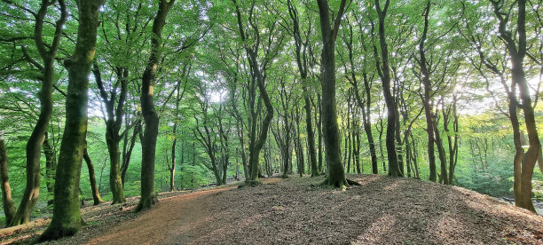 森林巨兽-花园/Veluwe图片下载