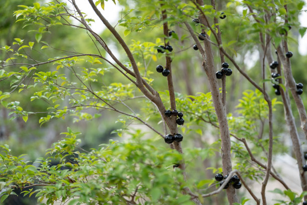有机果园里种满了Jubaticaba水果图片下载