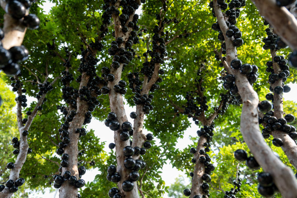 有机果园里的朱巴提卡巴果实已经成熟图片下载