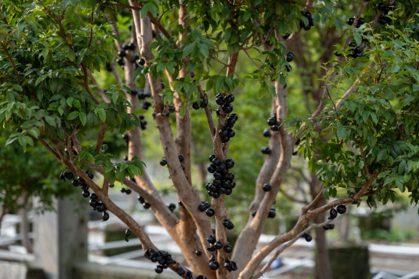 有机果园里种满了Jubaticaba水果图片下载