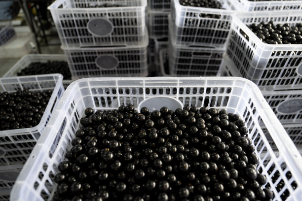 采摘和篮子包装的水果在有机果园图片下载