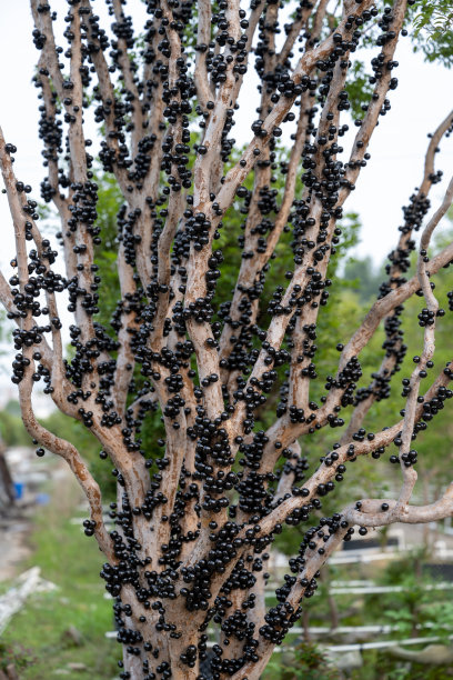 有机果园里的朱巴提卡巴果实已经成熟图片下载