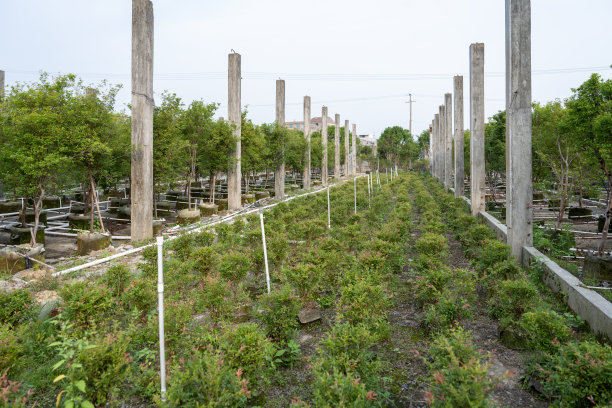 有机果园里的朱巴提卡巴果实幼苗图片下载