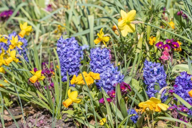 伦敦威斯敏斯特市海德公园里的东方风信子“代尔夫特蓝”图片下载