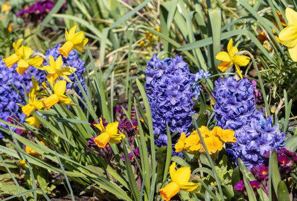 伦敦威斯敏斯特市海德公园里的东方风信子“代尔夫特蓝”图片下载