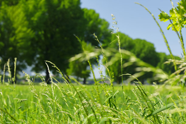 有开花草的野生草地图片下载