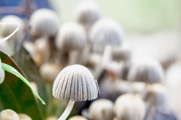 澳大利亚本土真菌图片下载