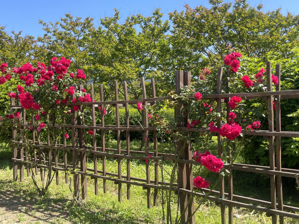 花园里有美丽的花。图片下载