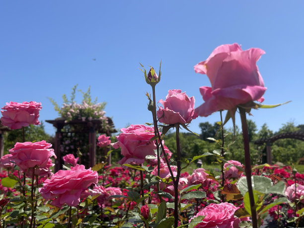 花园里五颜六色的玫瑰图片下载