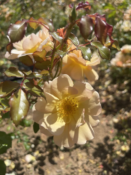 花园里五颜六色的玫瑰图片下载