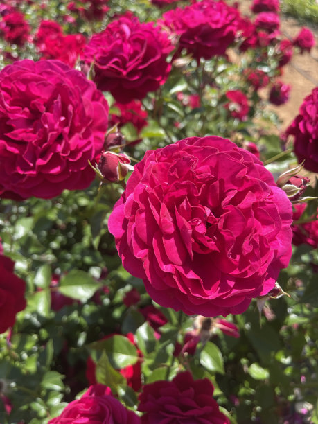 花园里五颜六色的玫瑰图片下载