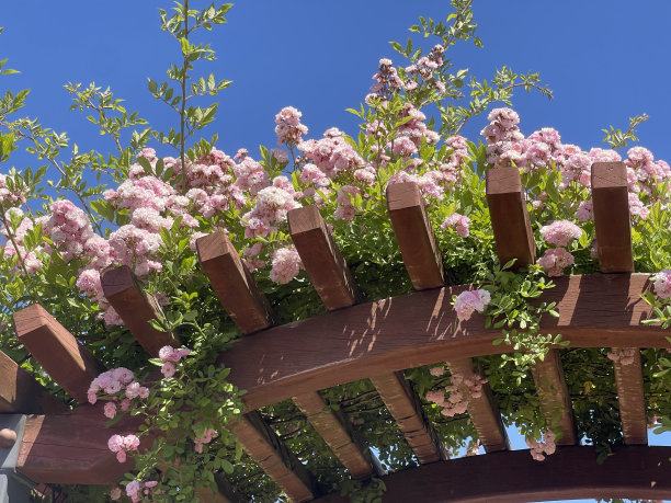 花园里五颜六色的玫瑰图片下载