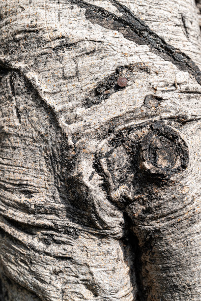 老树的树皮图片下载