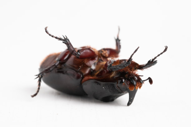 白底倒置的犀牛甲虫图片下载