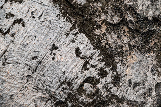 老树的树皮图片下载