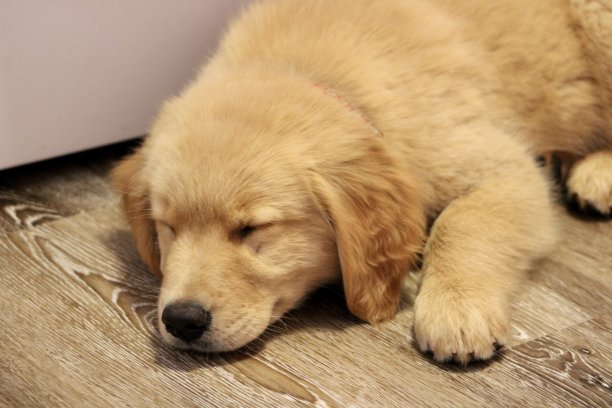 金毛猎犬幼犬图片下载