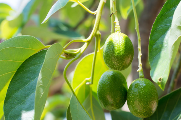 新鲜鳄梨图片下载