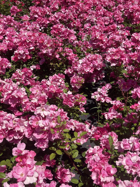 花园里五颜六色的花。图片下载