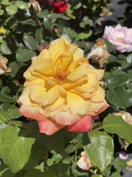 花园里五颜六色的玫瑰图片下载