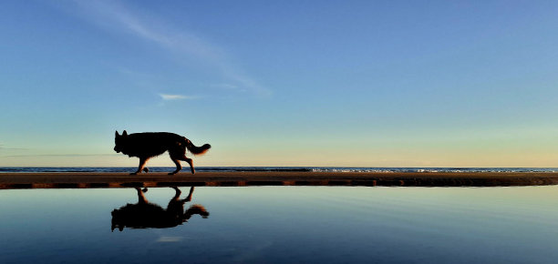 狗，水和海滩。图片下载