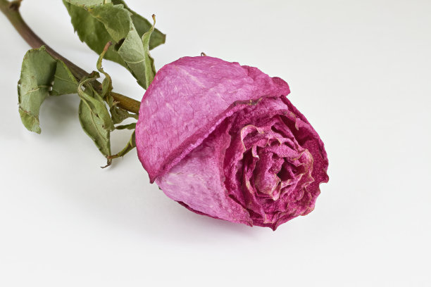 在白色背景上孤立的干玫瑰花。图片下载