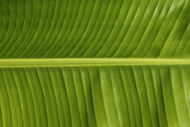 香蕉叶结构特写图片下载