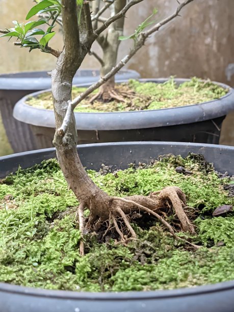 美丽的迷你盆景绿色植物种植在花盆里图片下载