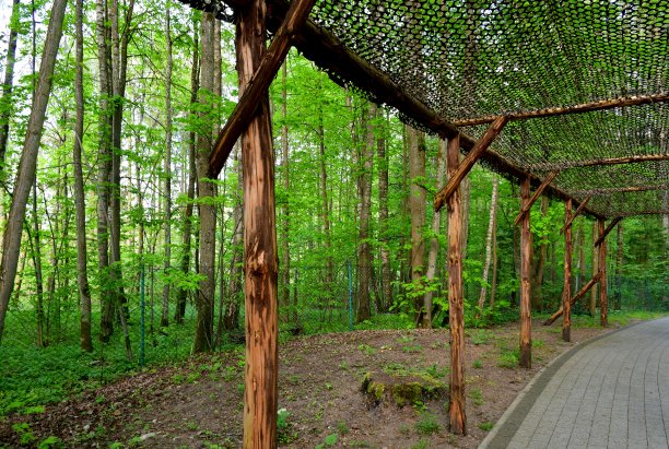 在波兰徒步旅行时看到的，在人行道和茂密的森林或沼泽旁，用网固定在均匀切割的原木或木板上的临时防雨装置的特写图片下载