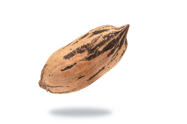 山核桃孤立在白色的背景上图片下载