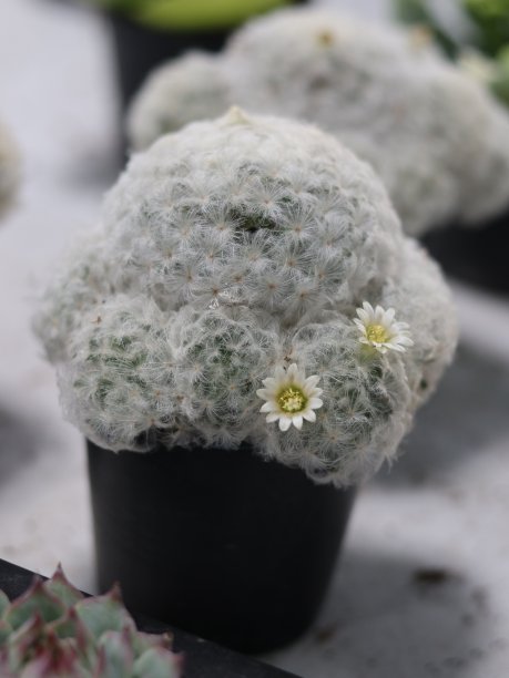 开花仙人掌丛图片下载