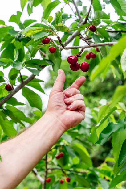 一个樱桃采摘手的特写，从树上采摘红樱桃。摘红浆果图片下载