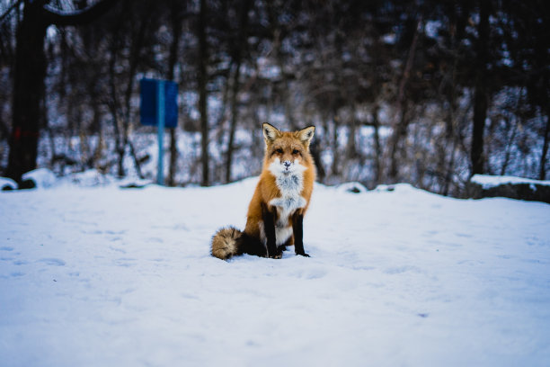 可爱的狐狸在雪地里图片下载