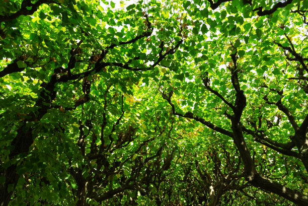 明亮阳光下的深绿色森林图片下载