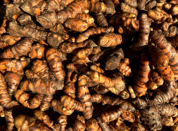 生姜黄图片下载