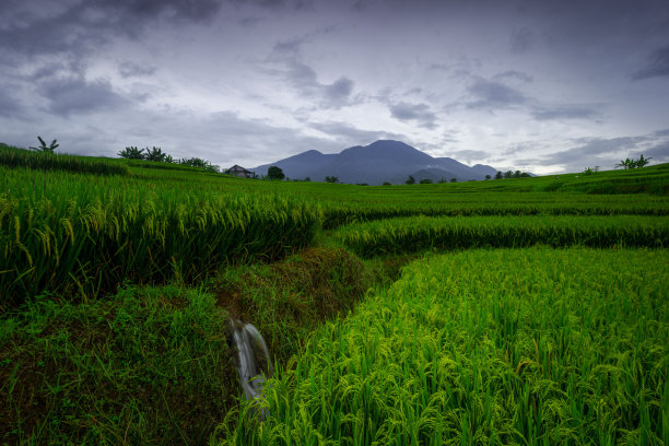 印度尼西亚农村地区的稻田和山脉的自然肖像，日出和绿色的晨露在亚洲图片下载
