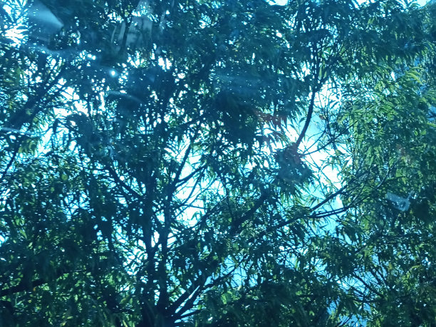 正午的阳光。阳光的剪影。图片下载