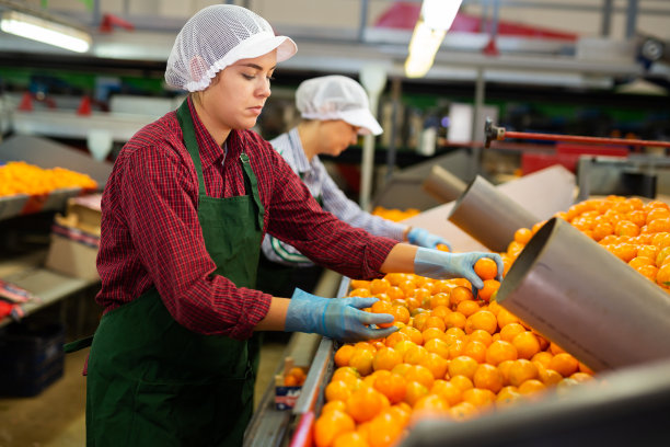 两名年轻女子在传送带上挑选橘子。水果质量检查。图片下载