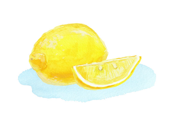 用水彩绘制的现实柠檬插图图片下载
