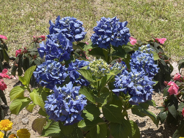 玫瑰和五颜六色的花。图片下载