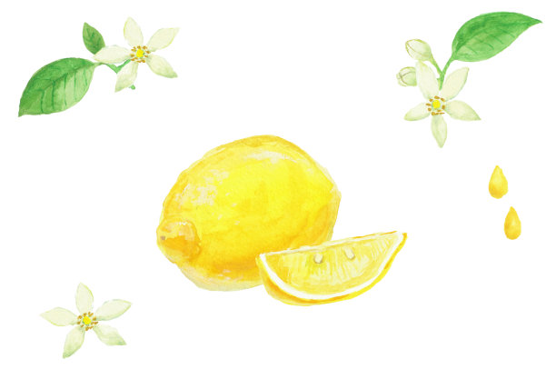 用水彩绘制的现实柠檬插图图片下载