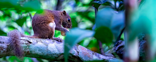 红棕色毛茸茸的松鼠喂食。树松鼠吃坚果。小啮齿动物和它的食物图片下载