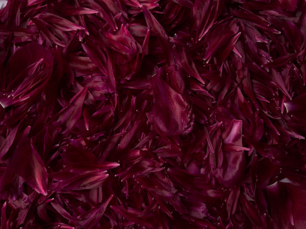 酒红色牡丹花瓣为背景图片下载