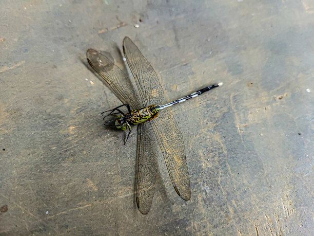 死去的蜻蜓图片下载