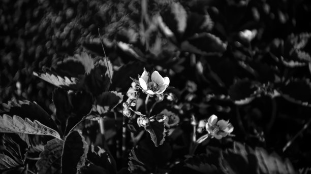 花园里的草莓花图片下载