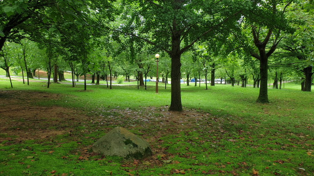 美丽的大自然和枫叶，黄色的花朵。图片下载