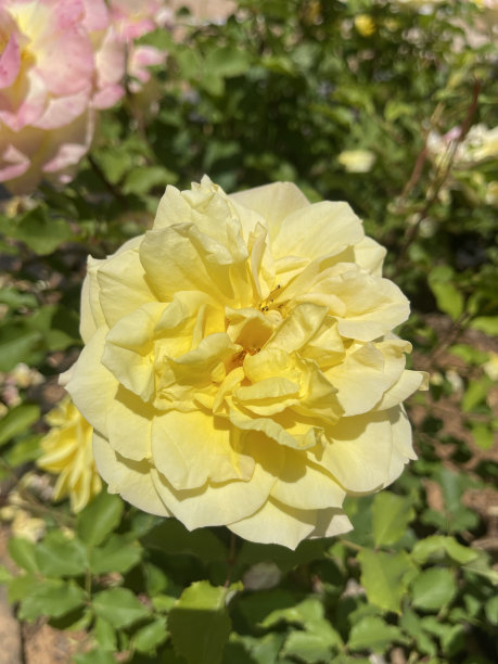 玫瑰和五颜六色的花。图片下载